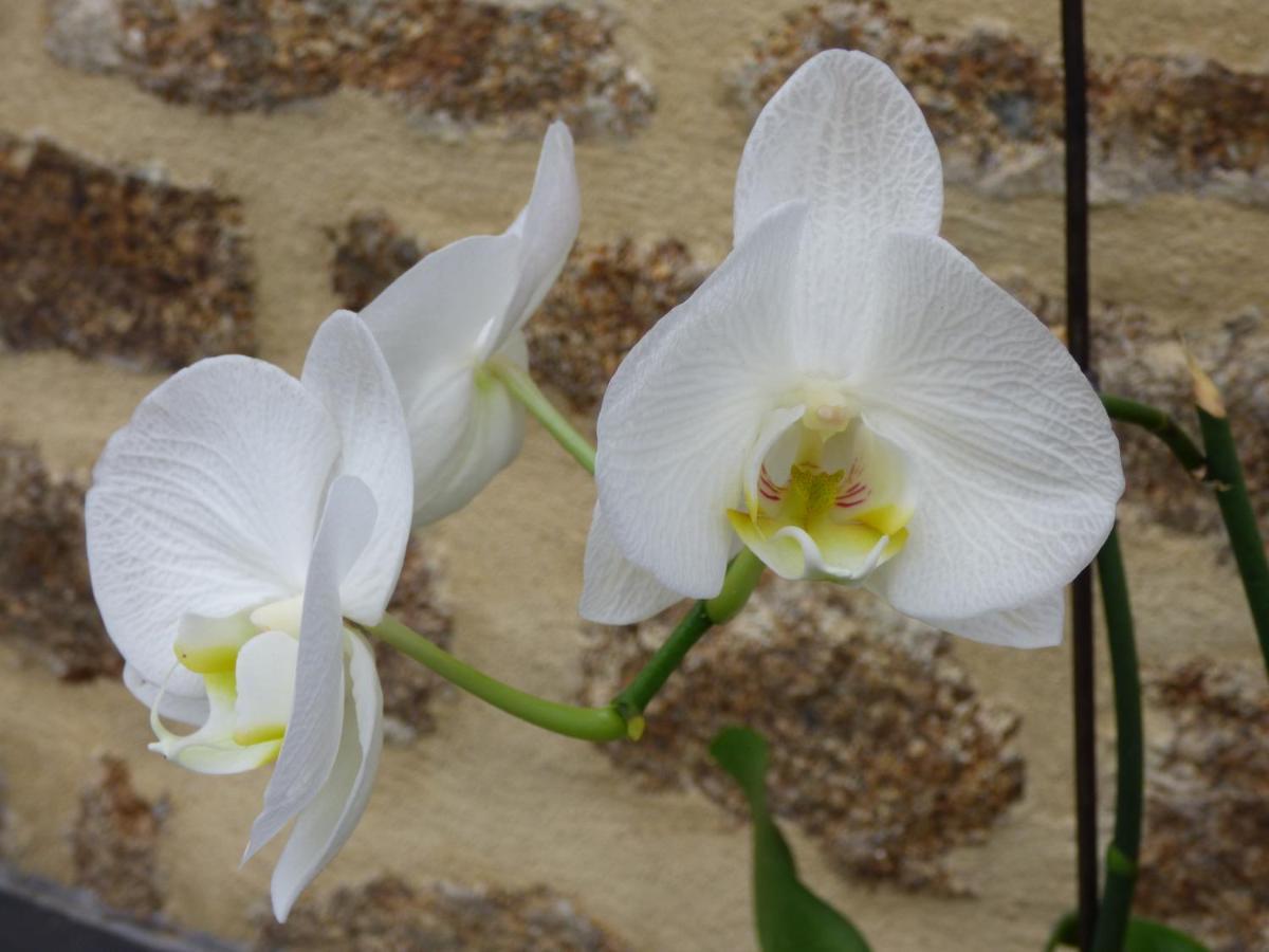 Chambres  Orchidées Saint-Denis-de-Gastines Exterior foto